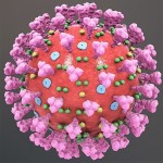 corona virus (3)